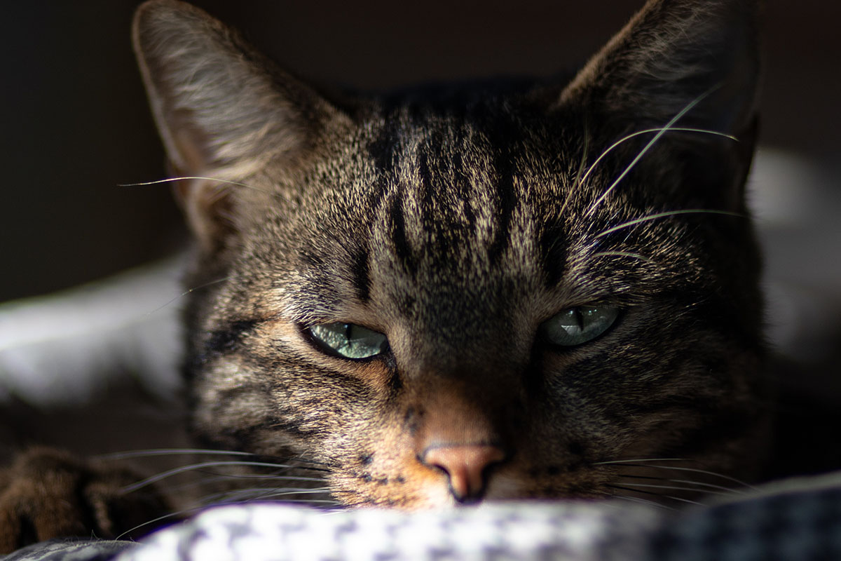 Cat after suspected poisoning