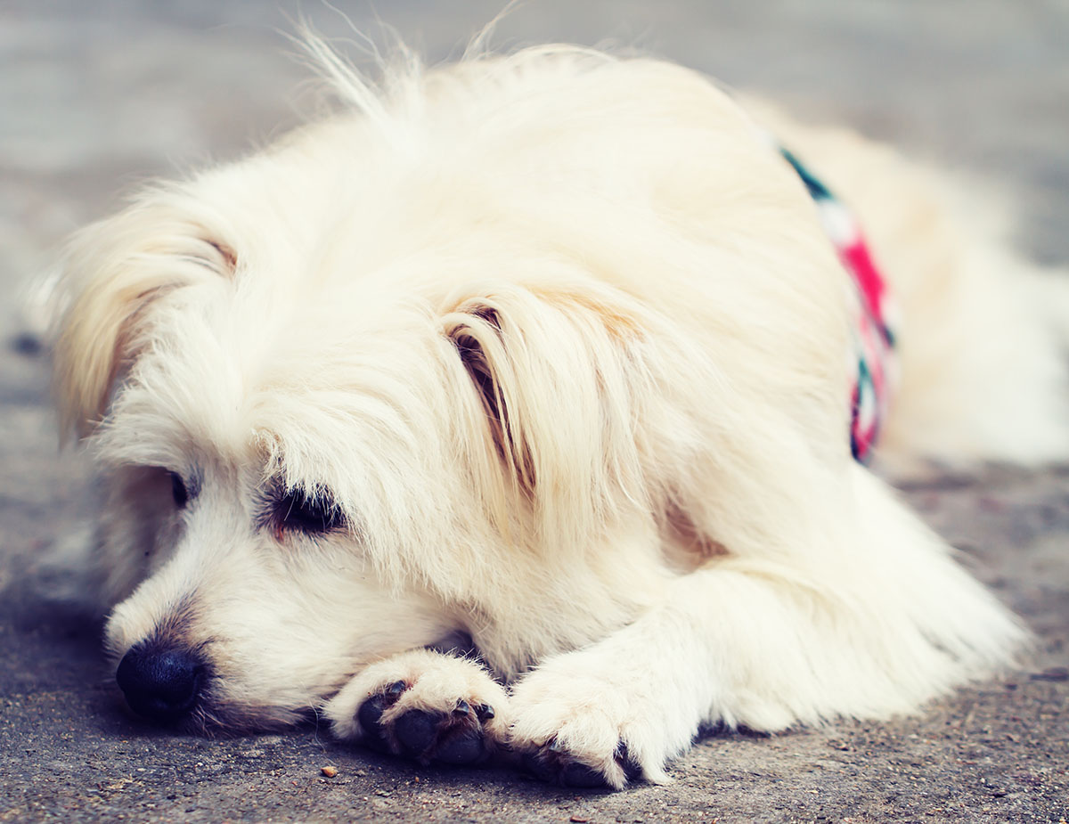 Dog after suspected rodenticide poisoning