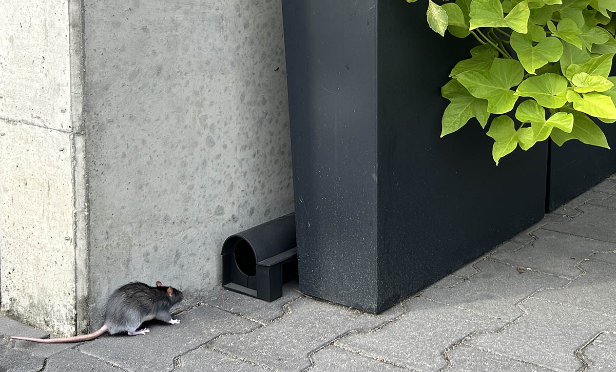 Rat approaching a secure rodent bait station